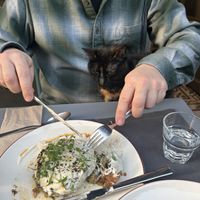 Borek + cat. She was totally unfazed by movement and sat there through three courses before randomly jumping down  at Vegan Dükkan Lokanta - The Eatery in Istanbul