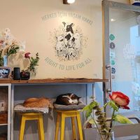 Cats 🥰😍 at Vegan Dükkan Lokanta - The Eatery in Istanbul