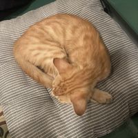 Sleepy kitten  at Vegan Dükkan Lokanta - The Eatery in Istanbul