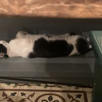 Sleepy chonk   at Vegan Dükkan Lokanta - The Eatery in Istanbul