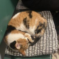 Friend, not food.  at Vegan Dükkan Lokanta - The Eatery in Istanbul