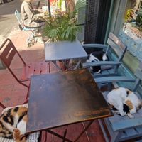 Local cats that were here every time we visited. at Vegan Dükkan Lokanta - The Eatery in Istanbul