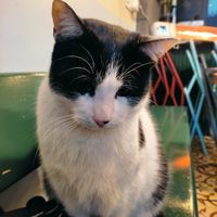 Lovely cat to give you company during your meal at Vegan Dükkan Lokanta - The Eatery in Istanbul