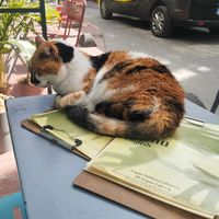  at Vegan Dükkan Lokanta - The Eatery in Istanbul