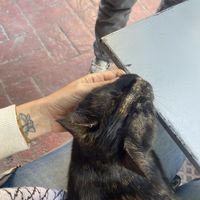   at Vegan Dükkan Lokanta - The Eatery in Istanbul