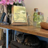 Complimentary tap water and cat. at Vegan Dükkan Lokanta - The Eatery in Istanbul