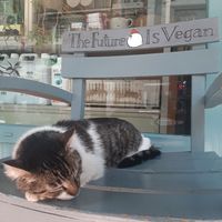  at Vegan Dükkan Lokanta - The Eatery in Istanbul