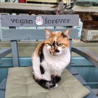  at Vegan Dükkan Lokanta - The Eatery in Istanbul