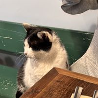 Cat!!  at Vegan Dükkan Lokanta - The Eatery in Istanbul