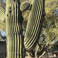 Watching her inspect her home    at Rancho Vegano in Tucson