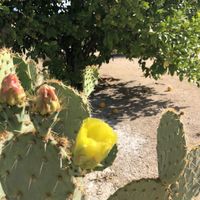   at Rancho Vegano in Tucson
