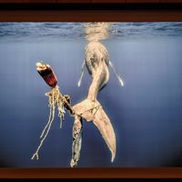 Photo Wildlife photographer of the year at Natural History Museum in South West London