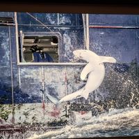 Wildlife photographer of the year at Natural History Museum in South West London