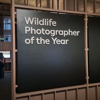 Wildlife photographer of the year at Natural History Museum in South West London