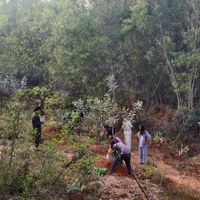 In the forest, planting! at Sadhana Forest Seva Kitchen in Auroville