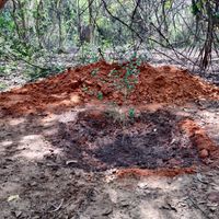May there be more forests to grow more people! at Sadhana Forest Seva Kitchen in Auroville