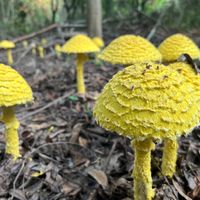  at Sadhana Forest Seva Kitchen in Auroville