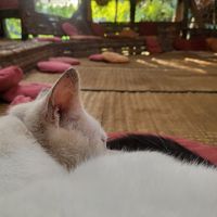  at Sadhana Forest Seva Kitchen in Auroville