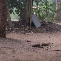 Beautiful mornings with beautiful birds at Sadhana Forest Seva Kitchen in Auroville