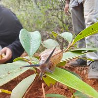 Found this cutie while digging at Sadhana Forest Seva Kitchen in Auroville