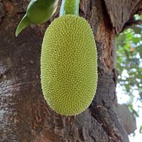 Jackfruit 💚  at Sadhana Forest Seva Kitchen in Auroville