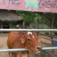 Compassion! at Sadhana Forest Seva Kitchen in Auroville