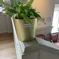 Yea the plants are adorable and have names   at Valkyrjan Bistro & Bar in Reykjavik