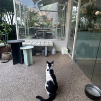 Cute kitties live here  at Cosmos Grocery Cafe in Seoul