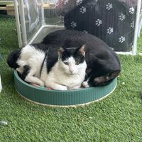 Kitties  at Cosmos Grocery Cafe in Seoul