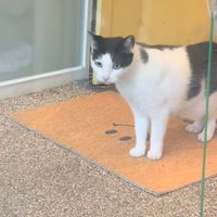  at Cosmos Grocery Cafe in Seoul