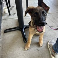   at Himalaya Vegan in Sacramento