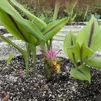 Black turmeric growing on the farm.  at The Vegan Restaurants in Loxahatchee Groves