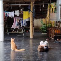 you must loves that place at Mango Shade in Tangalle