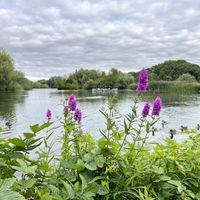 Views of the boating lake   at The Longholme in Bedford