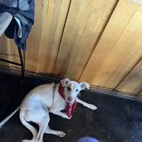 Pearl was allowed in ❤️  at The Hideout Cafe Kitchen & Bar in Scarborough