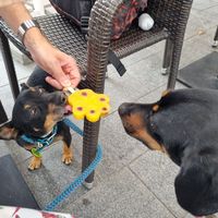  at Damniczki Cukrászda in Szekesfehervar