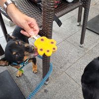  at Damniczki Cukrászda in Szekesfehervar