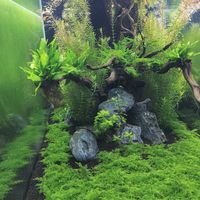  at Savage Garden - Maybe closed in Seoul