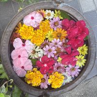 Flowers by entrance  at Jujudhau in Ikeda