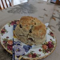 Massive vegan fruit scones served with squirty cream and tip tree jam at Fox In The Stables in Halstead