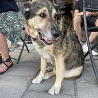   at Chewie's Bar in Stockholm