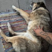 Chewie the sweet pup  at Chewie's Bar in Stockholm