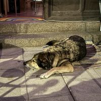   at Chewie's Bar in Stockholm