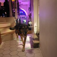 Yo! It's Chewie! at Chewie's Bar in Stockholm