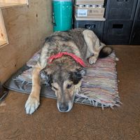  at Chewie's Bar in Stockholm