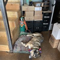   at Chewie's Bar in Stockholm