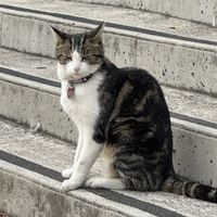 Friendly neighbourhood cat   at Scullin Sweet Bones in Belconnen