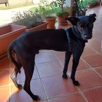  at GreenBar in Rozzano