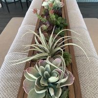 Succulents throughout restaurant   at CIELO in Scottsdale