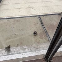 funny little birds waiting for some crumbs:) at Carolinas Petit Cafe & Tearoom in Sliema